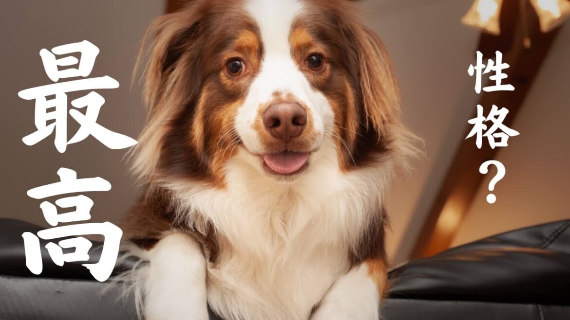 【必見】オーストラリアンシェパード（牧羊犬）飼いたい人集合！かわいいところ3選｜性格編