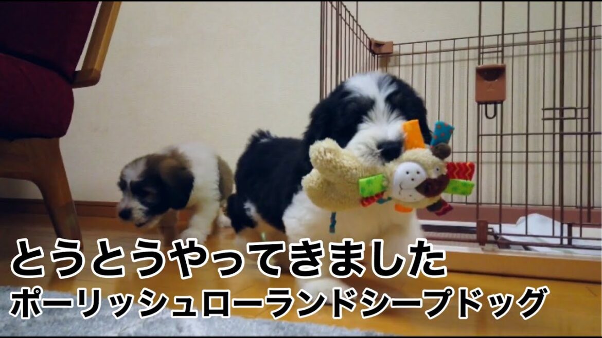 【お迎え】子犬がやってきた！