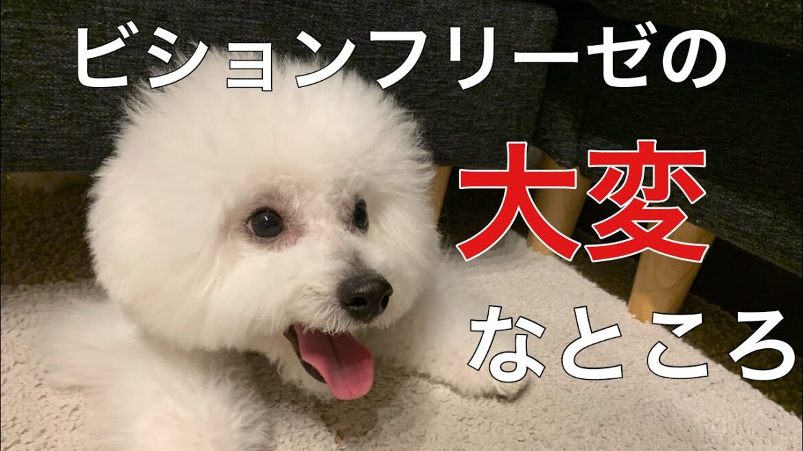ビションフリーゼのここが大変！飼ってみて分かったことをお伝えします。飼いたい方必見！【はじめてのヨーグルトもあるよ】
