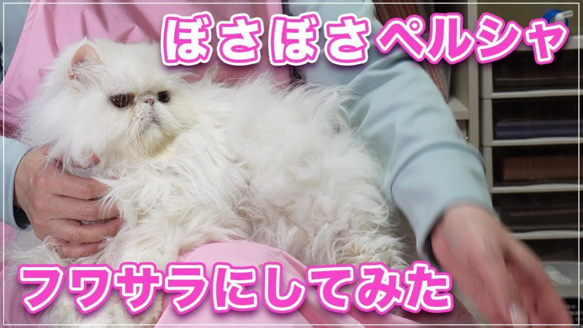 【リンリンちゃん】ぼさぼさだったペルシャをフワサラにしたら飼い主さんが大喜びしてくれた【ペルシャ】
