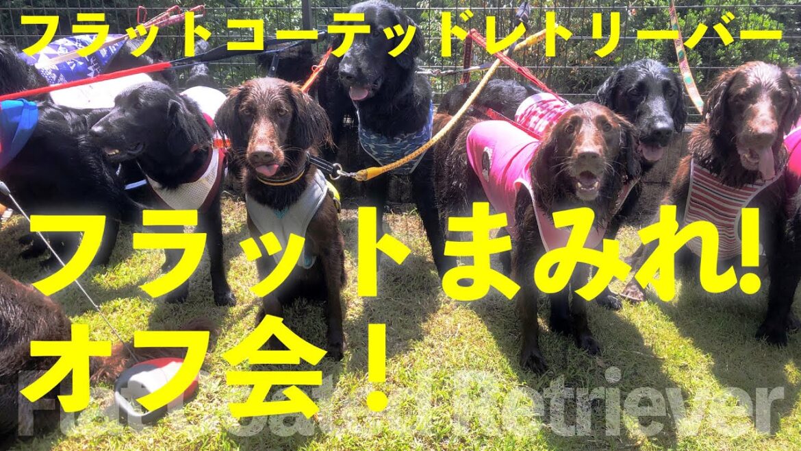 【フラットまみれ！】フラットコーテッドレトリーバーのオフ会