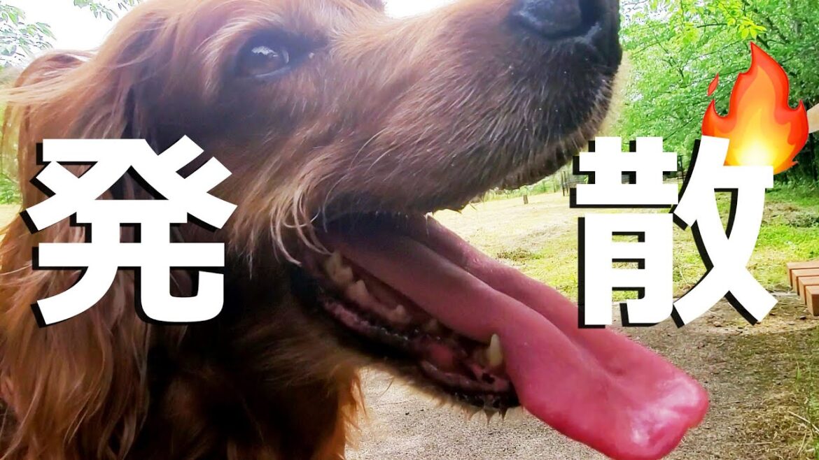 犬のストレス解消方法はこれだ！　#アイリッシュセッター #ドッグラン #大型犬