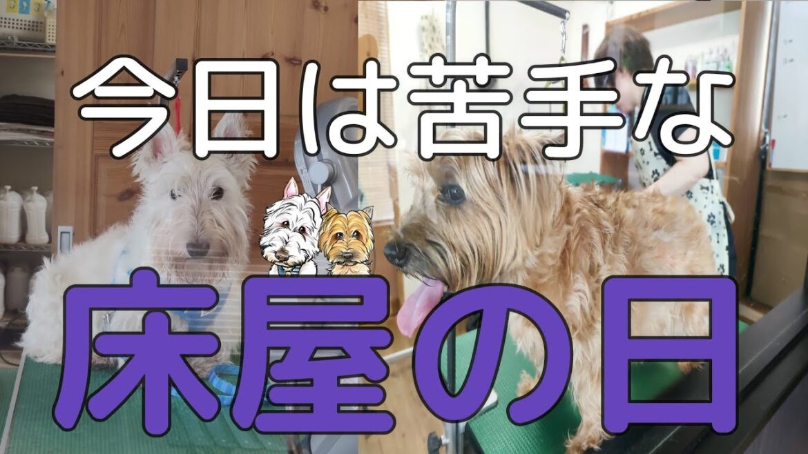 【スコティッシュテリア】ぷうさんと、【ケアーンテリア】ここなさん、トリミングが大嫌い！