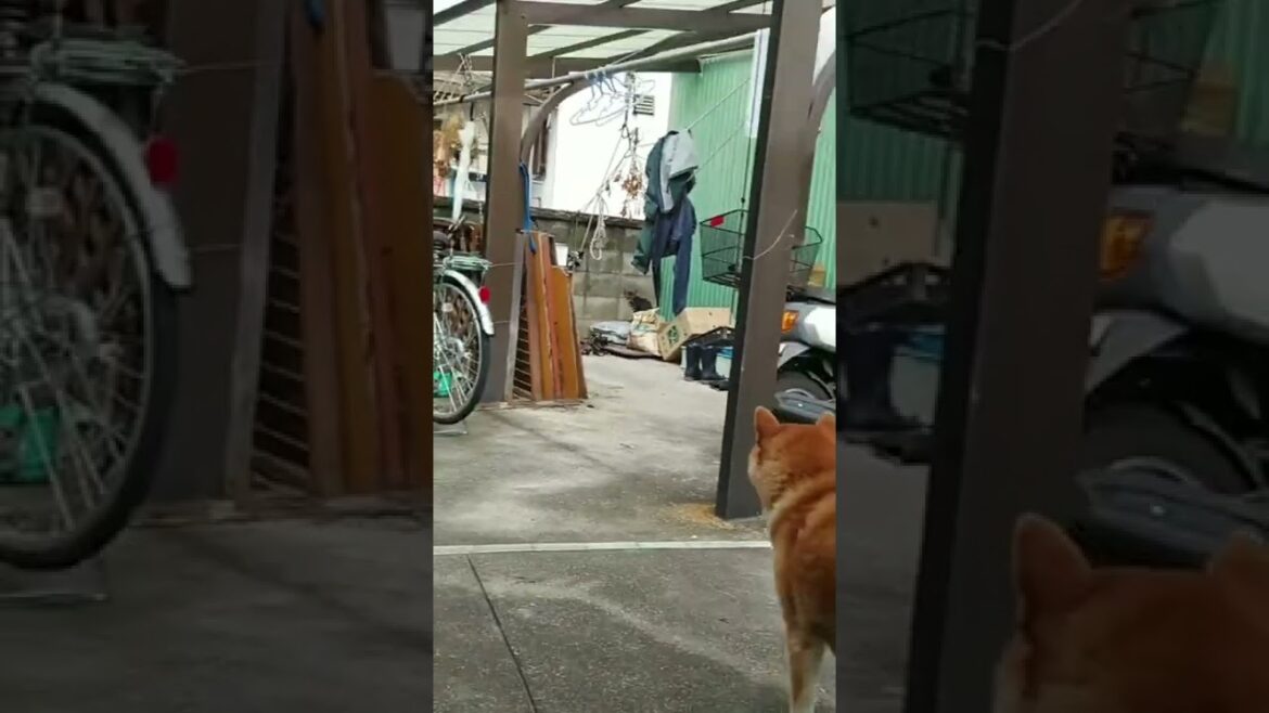 柴犬の目線の先にいるのは猫　♯short