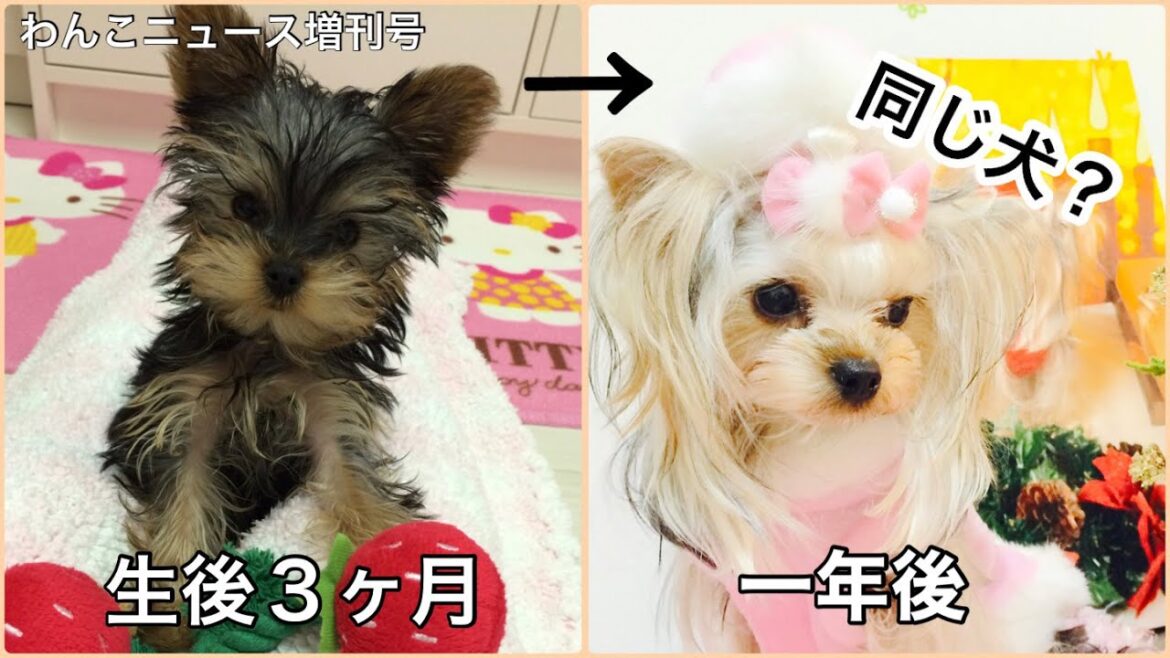 【ヨークシャーテリアが子犬から成犬になるまで一気に見せます♪】日々変わるコートの色。マズルまわりで印象が変わる。一年後は別犬に。