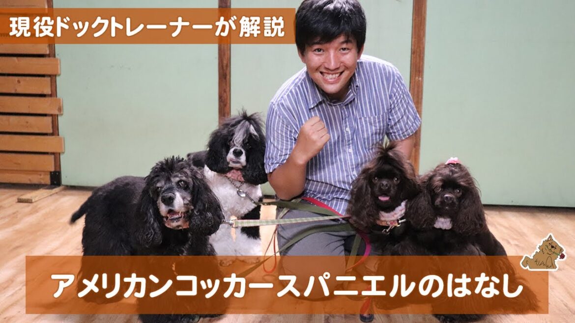 【犬種紹介】アメリカンコッカースパニエルの話。現役ドックトレーナーによる犬種紹介です！