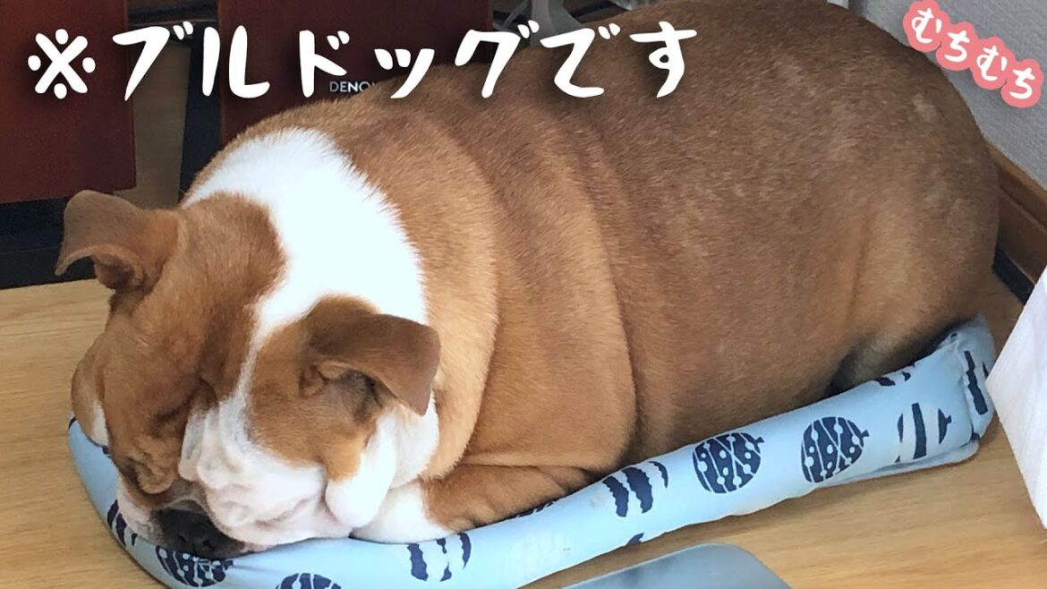 わがままボディが仕上がってきたななさん / イングリッシュブルドッグ English Bulldog