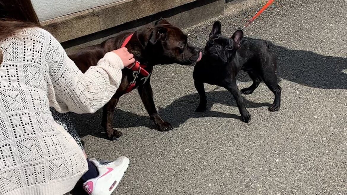 最強の番犬を妹の友達の犬と会わせてみると