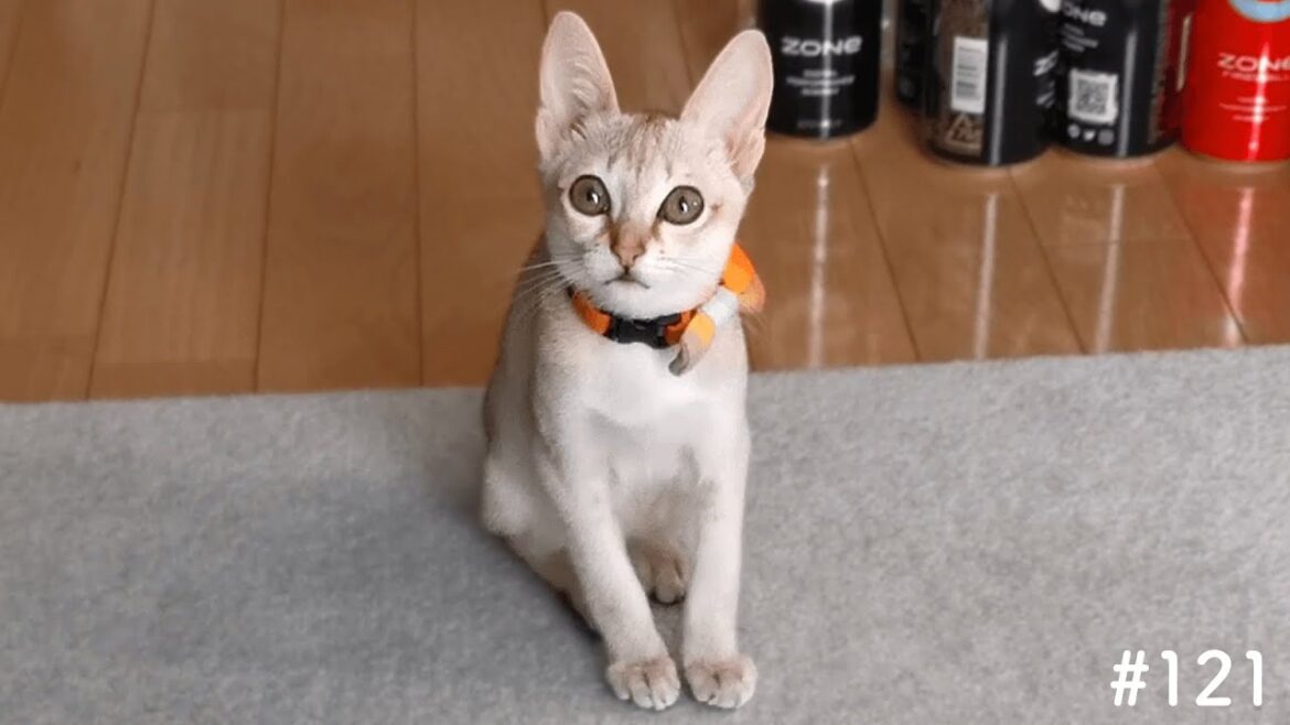 遊びたくて何度も喋りかけてくる子猫がかわいい！【シンガプーラ】