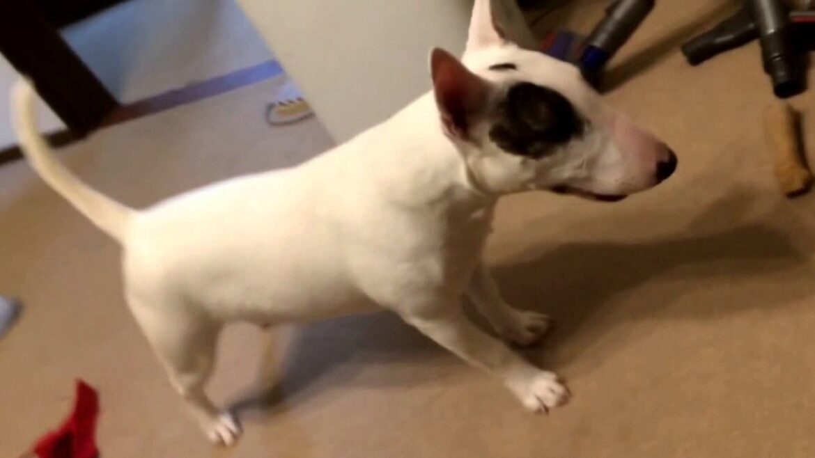 【犬】ブルテリアの可愛さを証明する動画