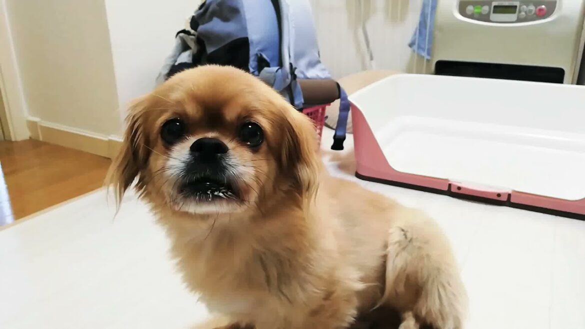 じょんじょん　#チベタンスパニエル