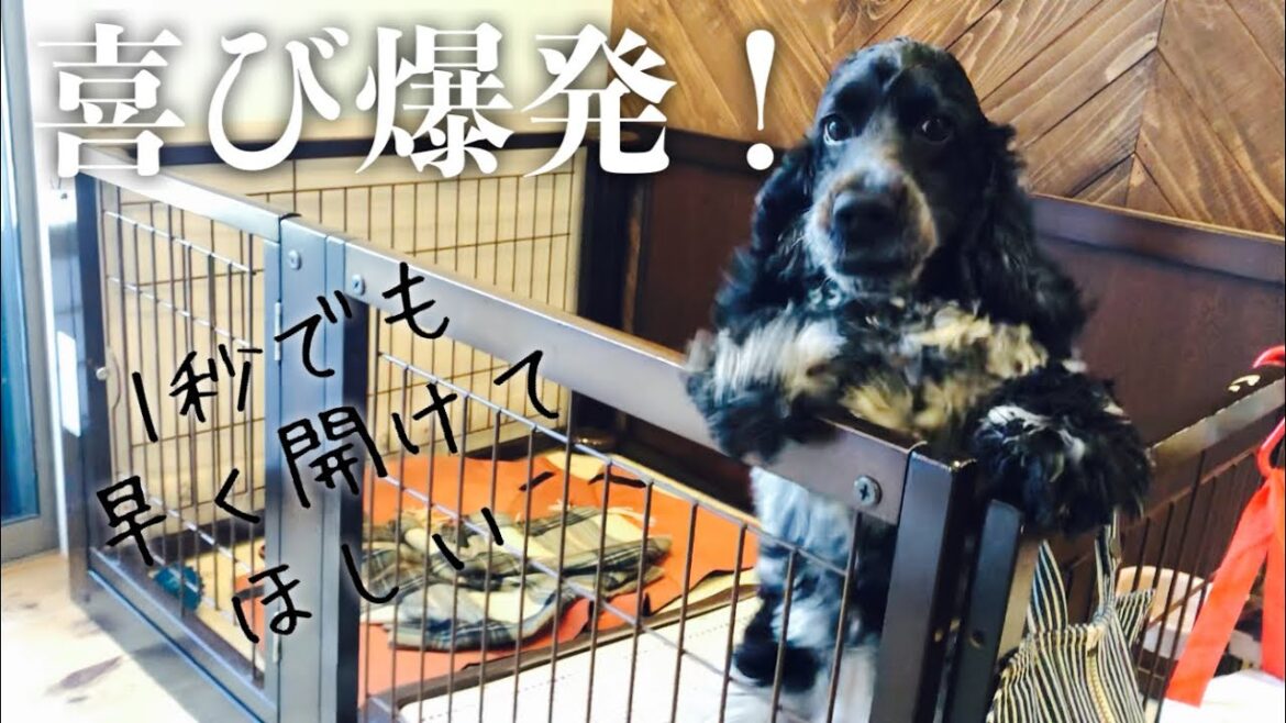 【1コマ動画#15】喜び爆発！　イングリッシュコッカースパニエル「みみ」