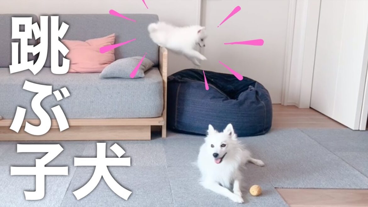 4ヶ月の子犬のお転婆っぷりをご覧ください。