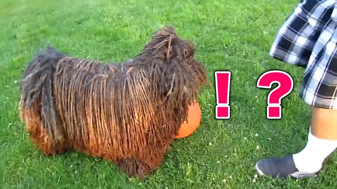【プーリー】こ、この見た目の犬ちゃんいるの！？人気犬ちゃん、かわいい集【子犬】