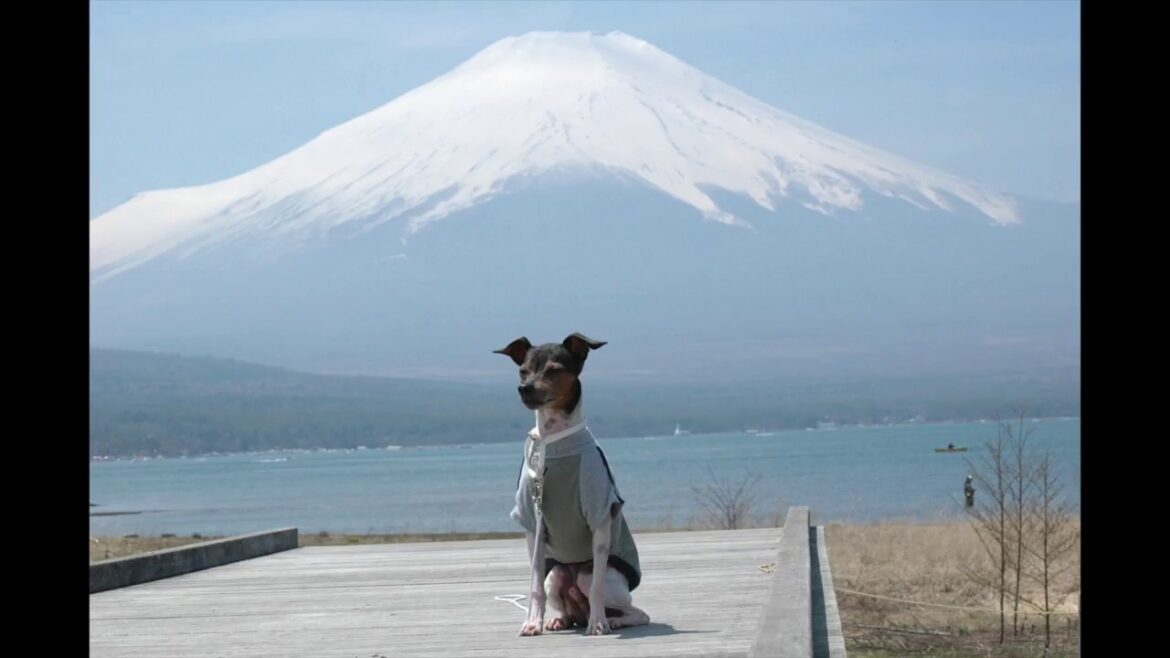 風太の日々 "Memories"  (日本テリア 風太)