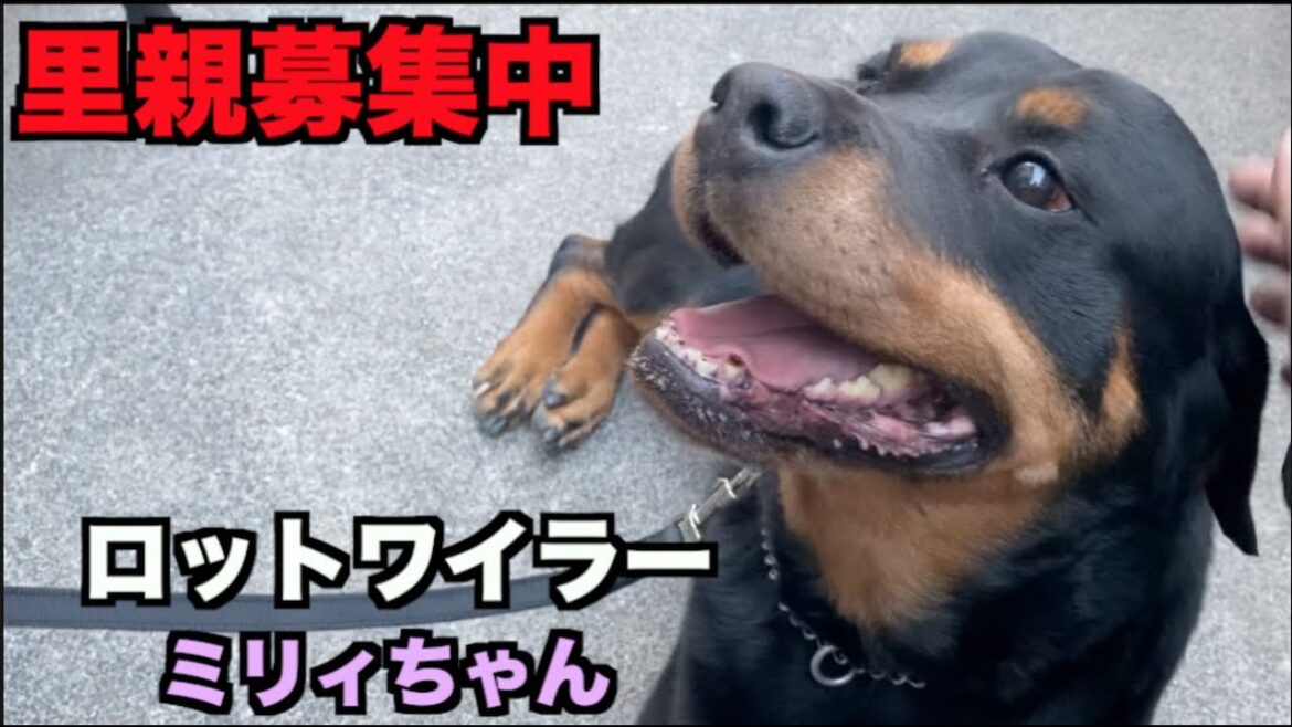 ロットワイラーのミリィちゃん❤︎里親募集！