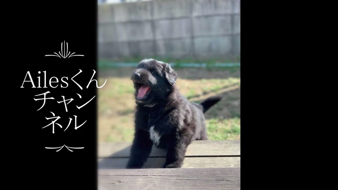 子犬お迎えの日