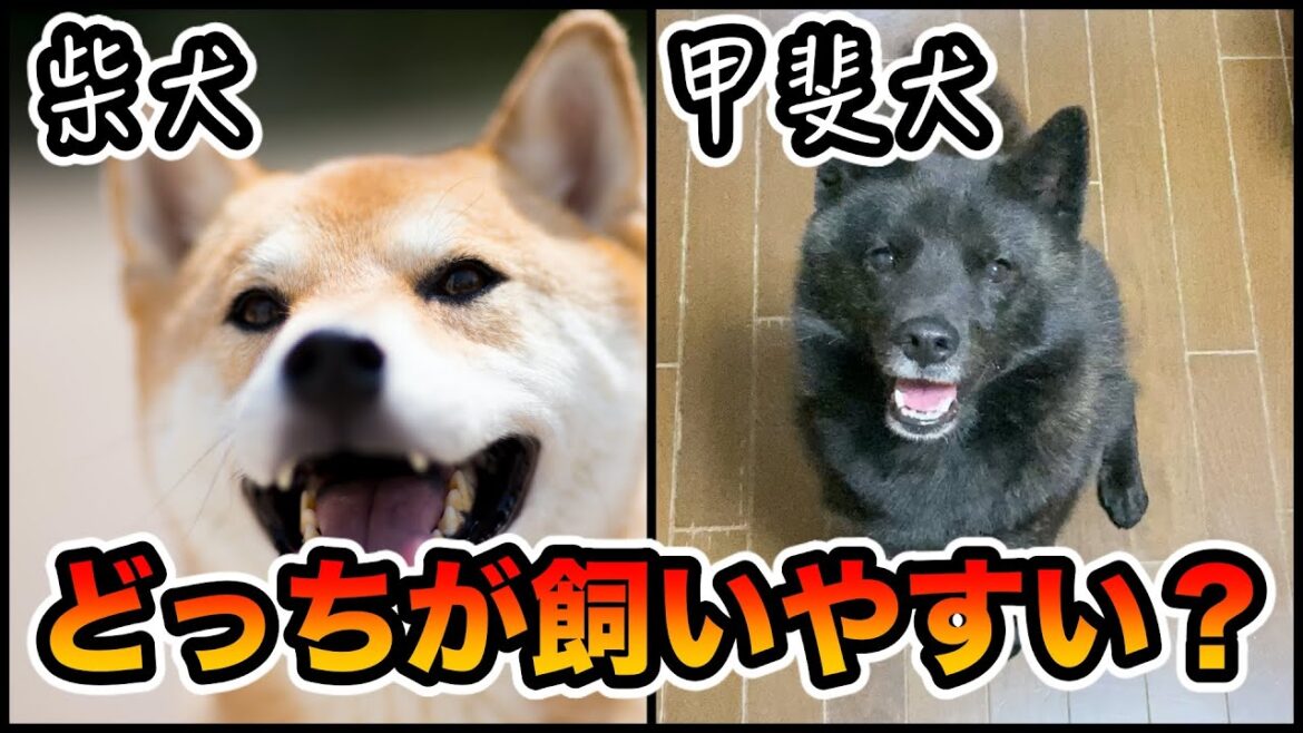 柴犬と甲斐犬の違い！飼いやすいのはどっち？