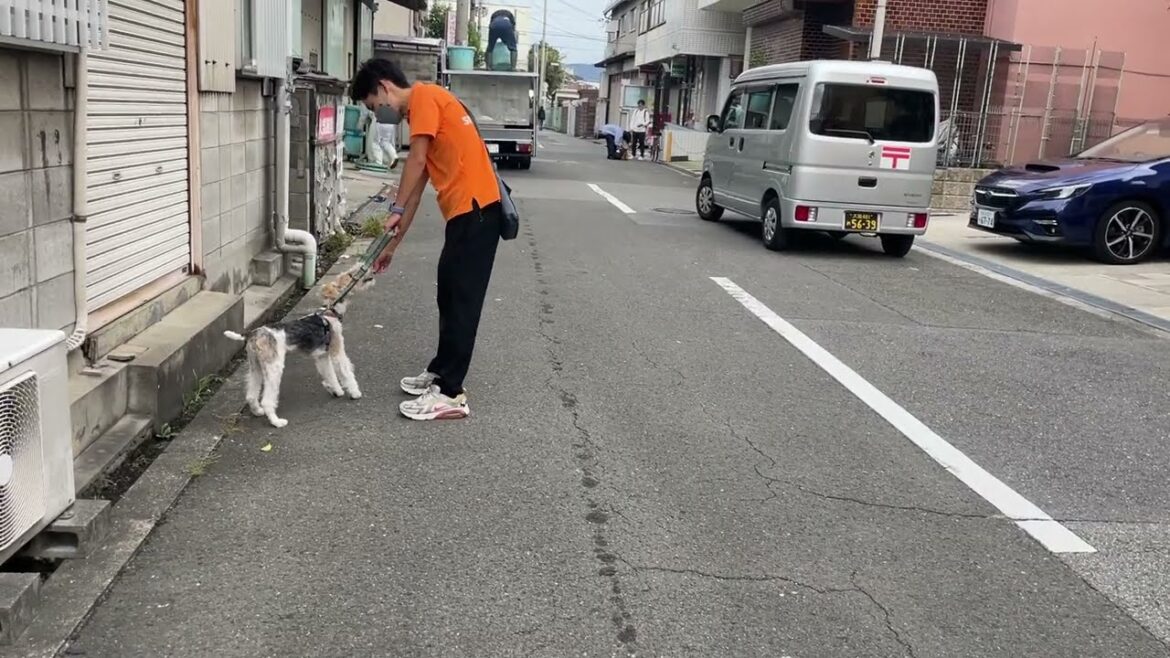 ワイヤーフォックステリアの"ジルくん"と散歩トレーニング！