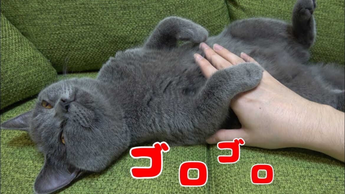 ゴロゴロが止まらない猫【ブリティッシュショートヘア】/ A Kitten Can't Stop Purring 【British Shorthair Cat】