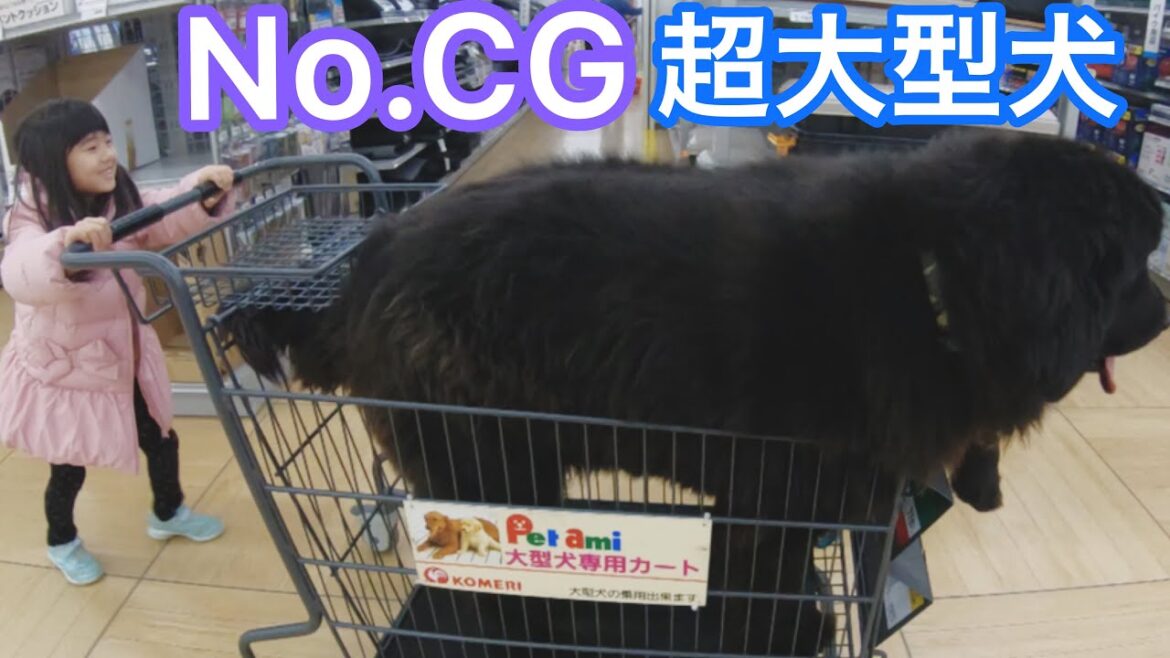 これは現実です‼️超大型犬ボス君はかなり大きい❤ ニューファンドランド ボス君 グレートデーン クィーンちゃん 渡辺ボス Giantdog BOSS＆Queen newfoundland グレデン