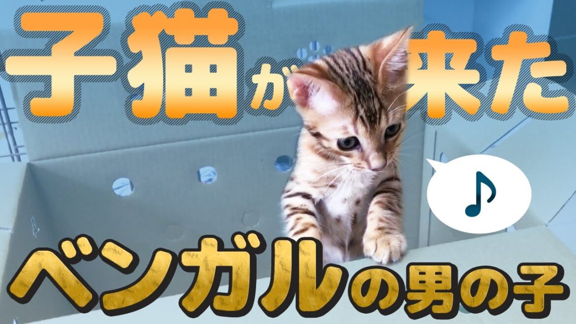 【ベンガルの子猫が来た日】先住犬との初対面! The day the bengal cat came to us. 【ベンガルの子猫が来た日】先住犬との初対面! The day the bengal cat came to us.