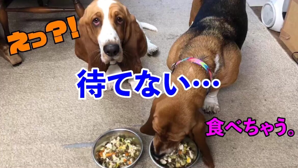 バセットハウンドの魅力。その４。待てない。
