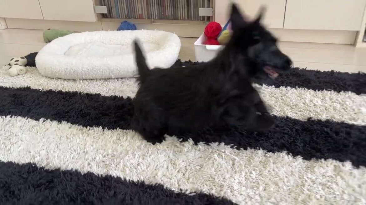 遊んでいる途中でおトイレに急ぐスコティッシュテリアの子犬ファラ