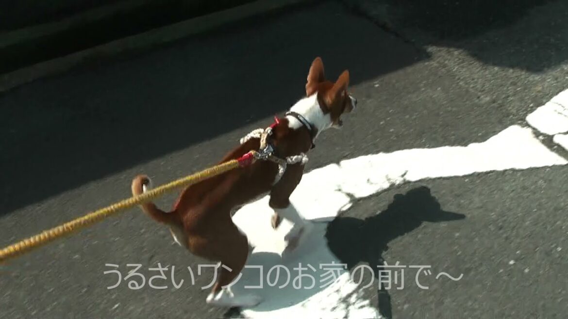 散歩で走るバセンジー