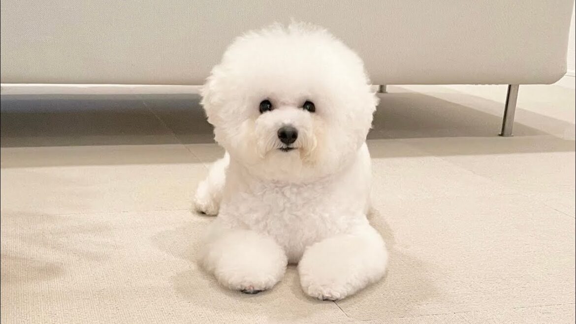 愛犬ビションフリーゼに新たなしつけをしたら、覚えが早くて感心しました！