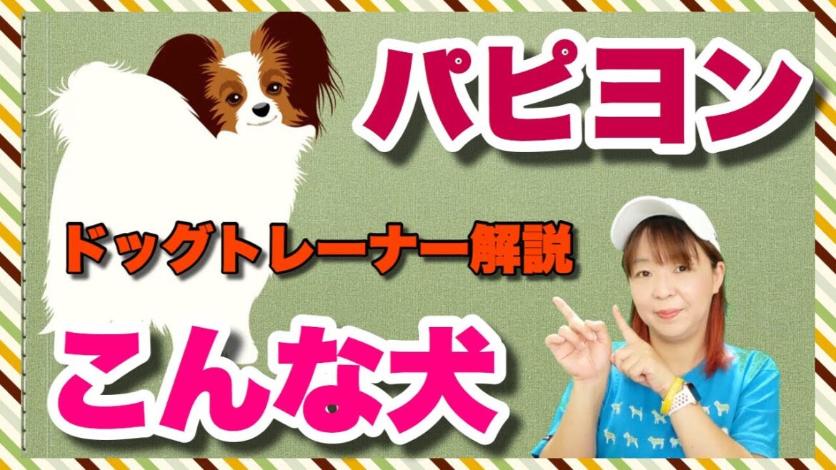 パピヨンってこんな犬　ドッグトレーナーが解説します！
