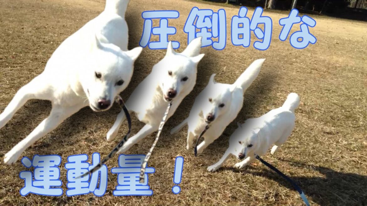 【第15回】スイッチの入った紀州犬