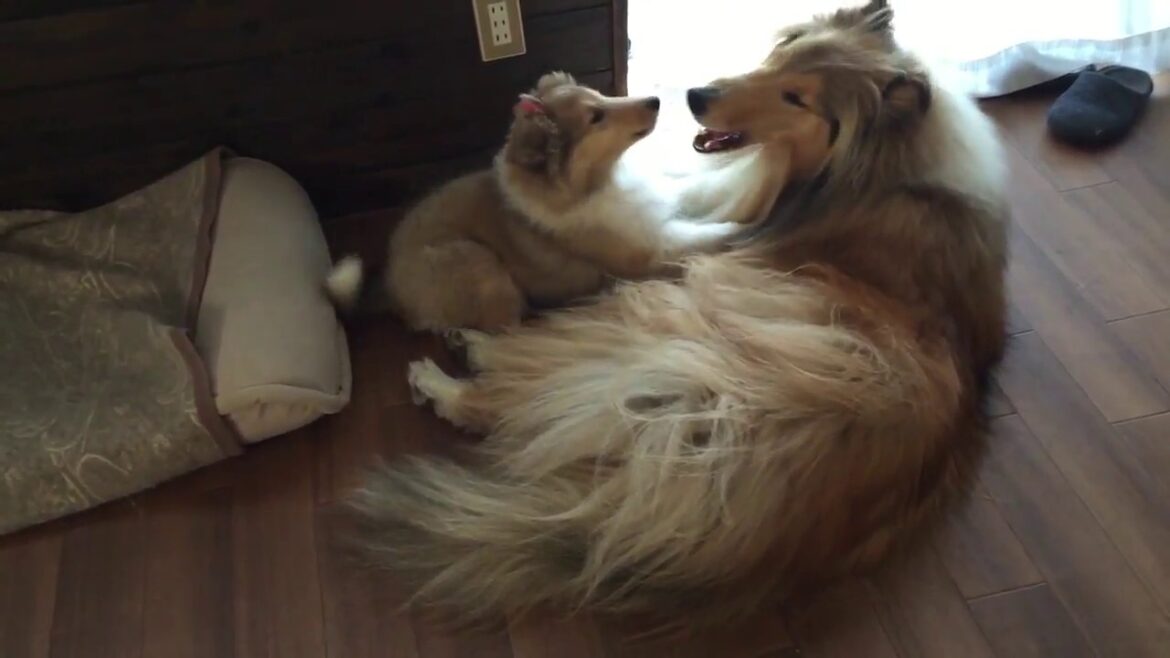 ラフコリーの子犬　～Little sister～