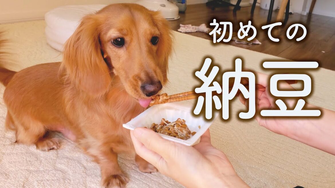 初めての納豆にレオ君の反応は？【ミニチュアダックスフンド】