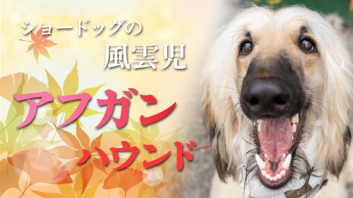 【アフガンハウンド】ショードッグの風雲児っ！