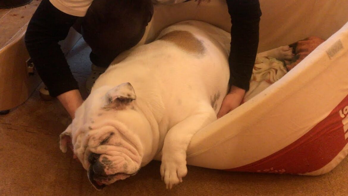 【ブルドッグ】「散歩」と聞くと眠たくなる犬
