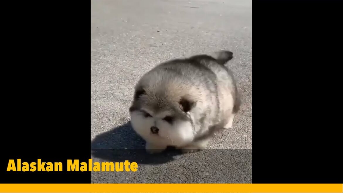 【動画】ヨチヨチ歩きのマラミュートの赤ちゃん達【もっふもふ】