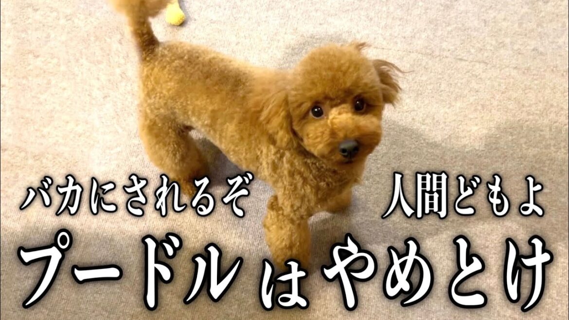 頭の良い犬種は飼いやすいとかいう"闇"【トイプードル】