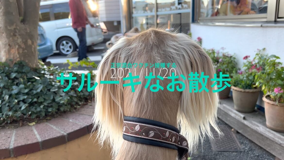 サルーキはお散歩2021_11_20