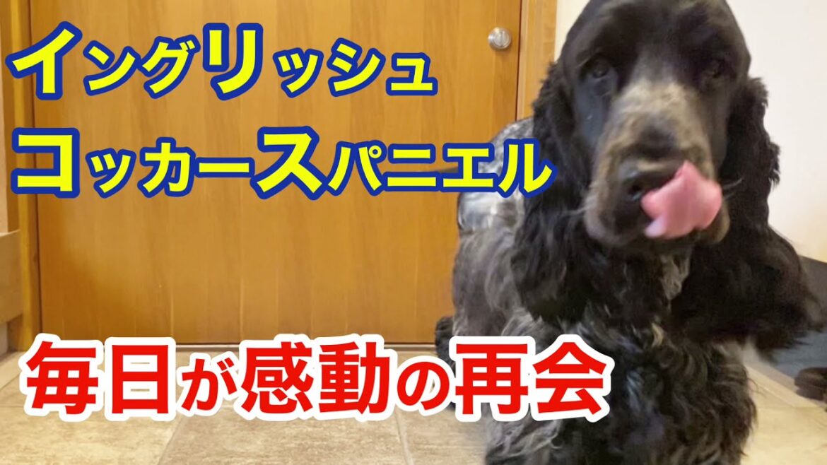 #20 イングリッシュコッカースパニエル　感動の再会？