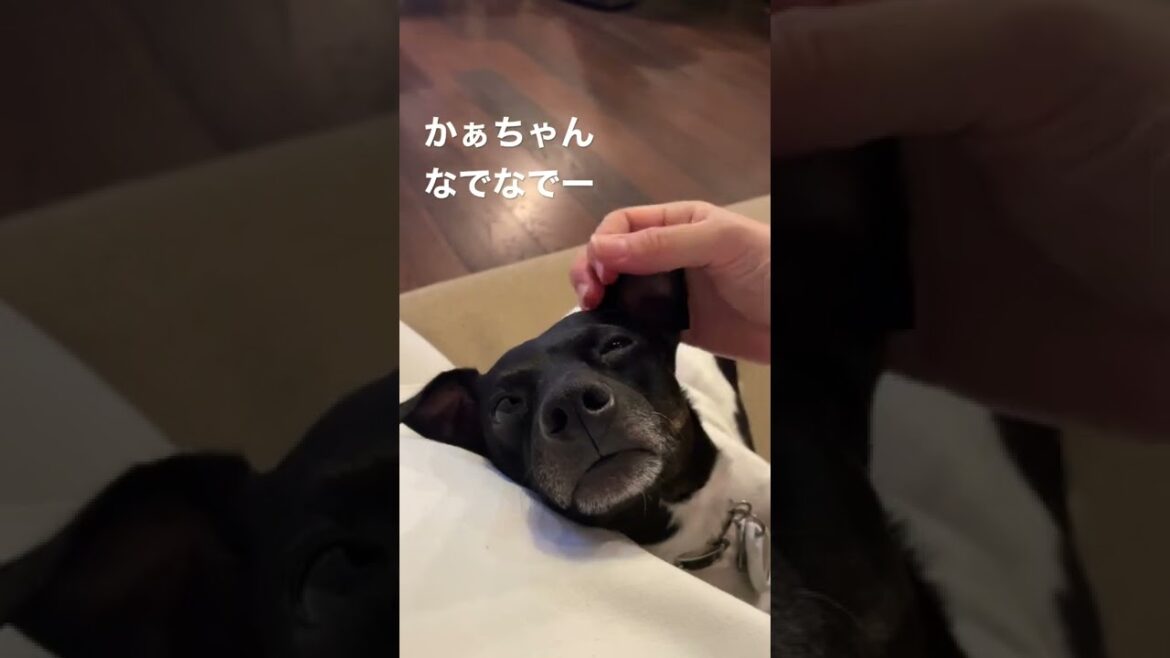 全力で甘え中の日本テリアのハク #shorts #日本テリア #ワンコ #犬 #犬のいる暮らし#japanesedog #japaneseterrier