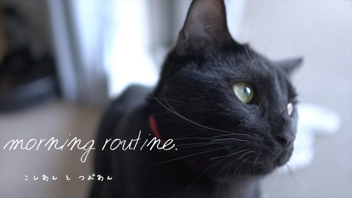 猫たちのモーニングルーティン【morning routine. 】【足長マンチカン】【ボンベイ】