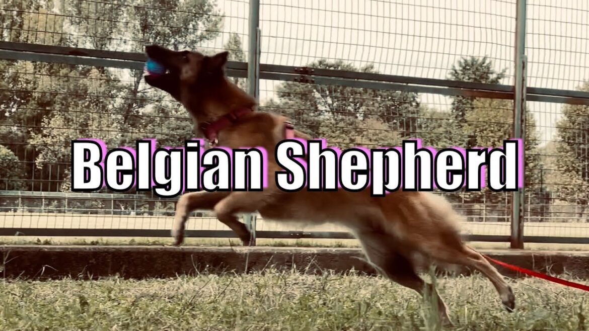 【超貴重映像】美女すぎるべルジアンシェパード タービュレン 親子が見せた！！！ Dogcinematic【犬vlog】
