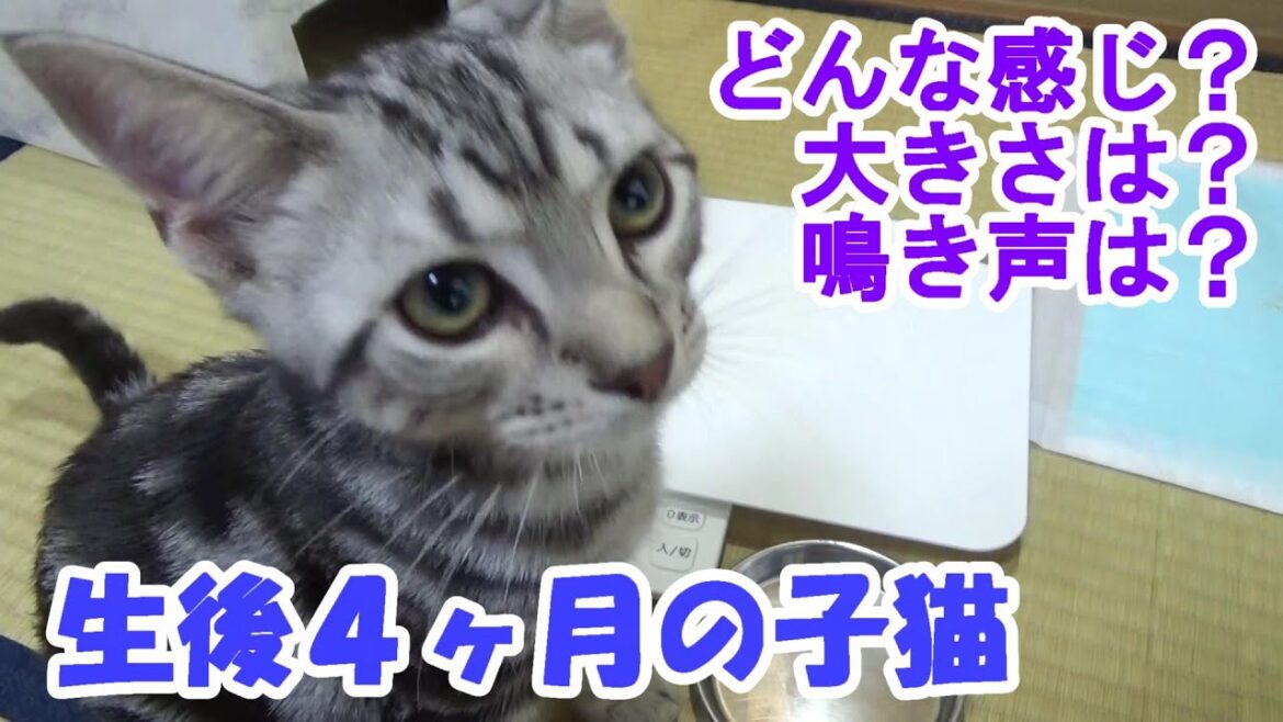 生後４ヶ月の子猫！体重、鳴き声、どんな感じ～？ (アメリカンショートヘア)