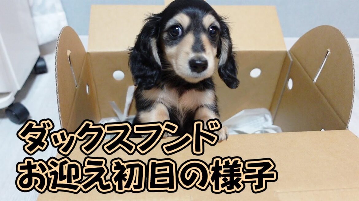 孤独な女の家にダックスフンドの子犬がやってきた！お迎え初日の様子