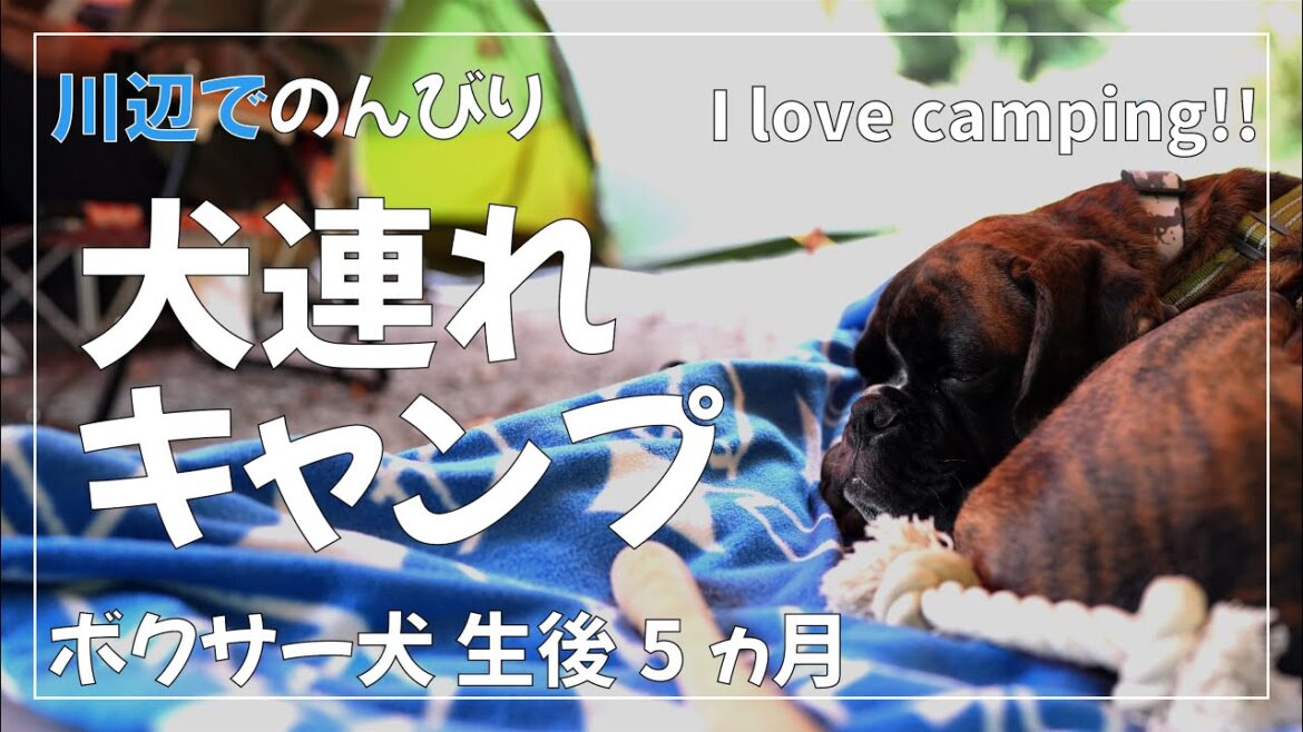 ボクサー犬 子犬が初めてのキャンプに挑戦 準備と初日【犬連れキャンプはオススメ!!】