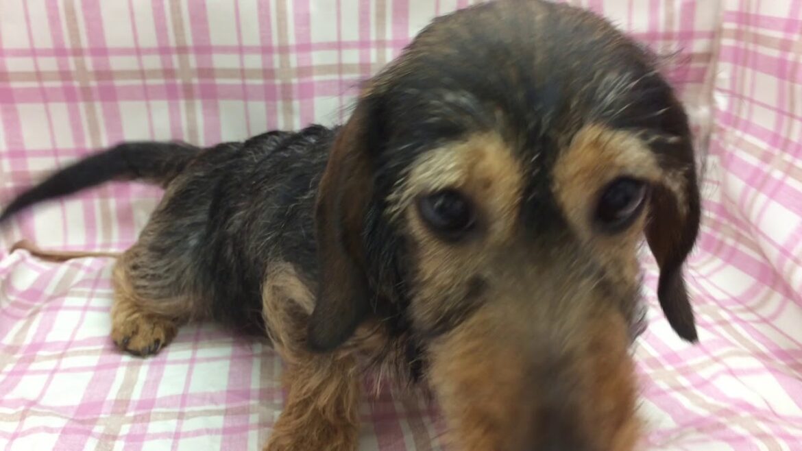 Coo&RIKU　No.363244　ミニチュア・ダックスフンド（ワイヤーヘアー）