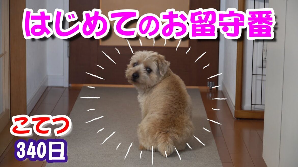 ノーフォークテリア　はじめてのお留守番。その結果は、、、