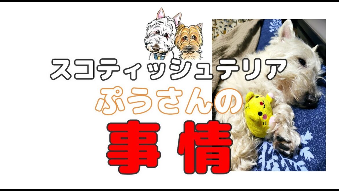 【スコティッシュテリア】　ぷうさんの事情