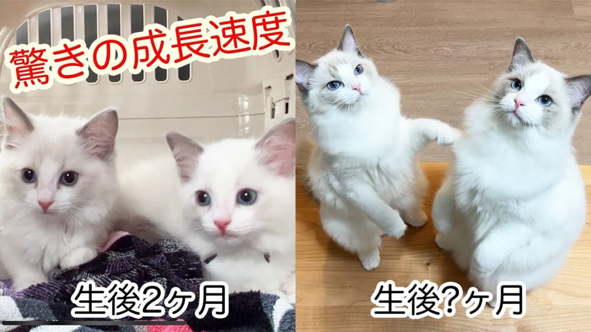 脅威の速度で成長する世界一重い猫種ラグドール。でも性格は全く変わりませんw